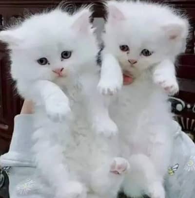 Persian Kitten Couple Brown Eyes Triple Coated Fluffy White Hair