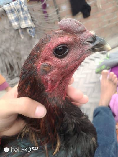 dragon 1 male 2 female  03204885211