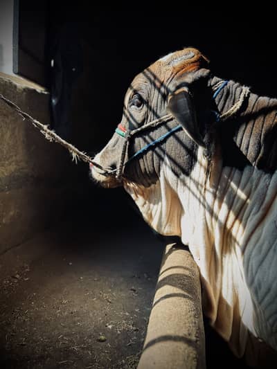 2 dant bchra for sale