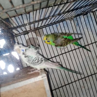 TCB Hogo Romo double flower Bird s