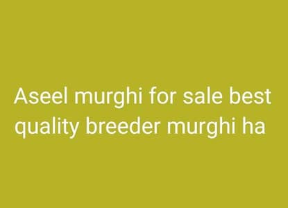 Aseel murghi for sale