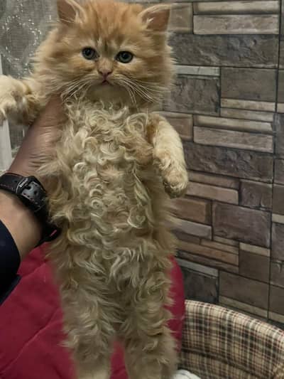 4 kitten  available ha