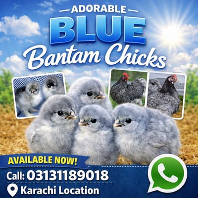 blue bantam chicks available karachi