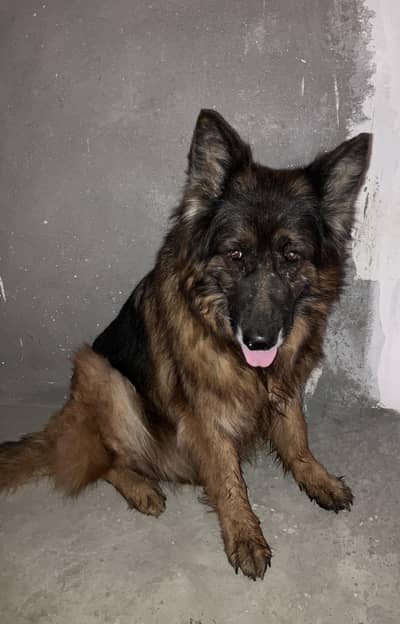 German shepherd long coat