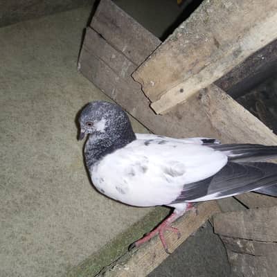 achay bachy hn utny waly