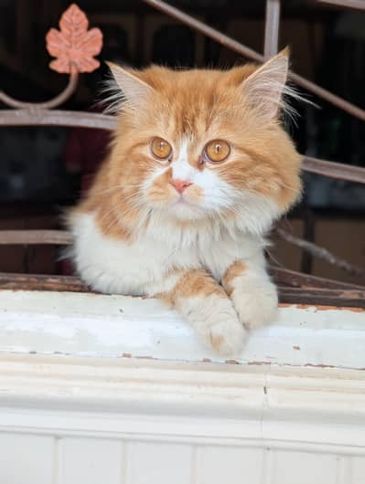 Beautiful Healthy Persian Cat for Sale in Multan.