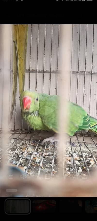 I am selling my home breed ringneck jumbo size chick