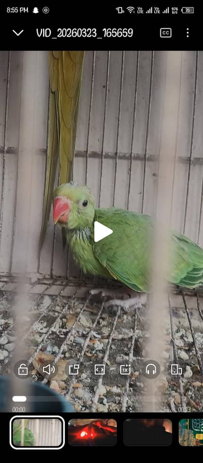 I am selling my home breed ringneck jumbo size chick