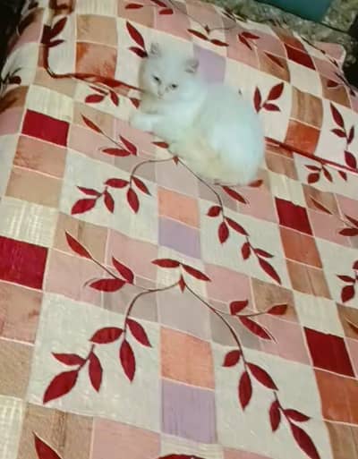 cute Persian kittens