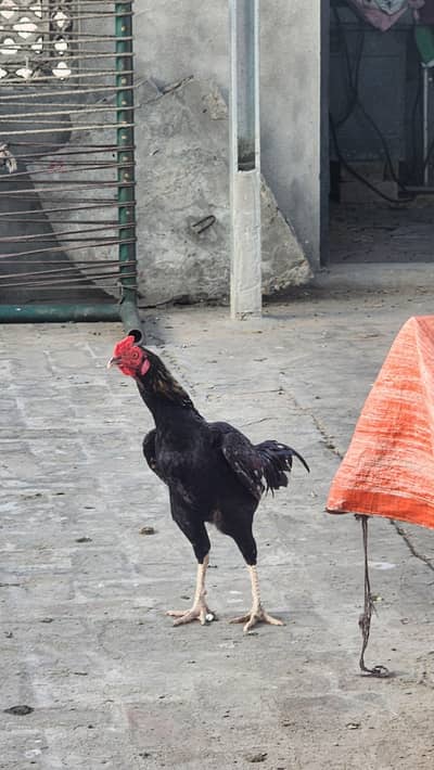  Pure aseel pakobreed