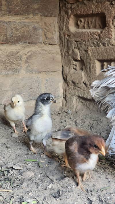 Pure aseel pakobreed