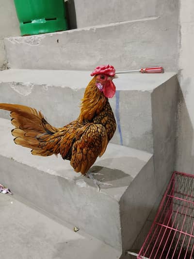 golden sebright males