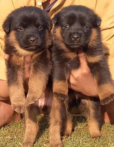 German Shepherd puppies for sale