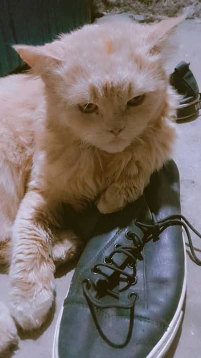 Persian  Cat For Sale