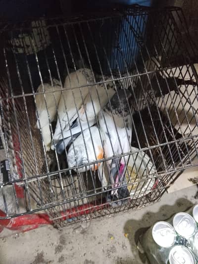 mere pass 6kabotat ha jore ha