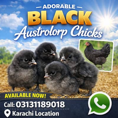 Australorp chicks available Karachi