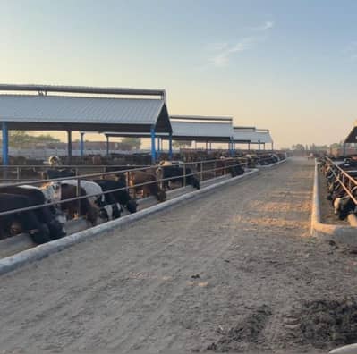 60 x 60 Farm Sheds for Rent in professional Cattle Fattening Farm