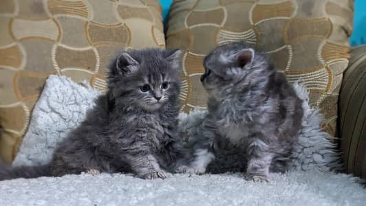 Persian female kittens for sale