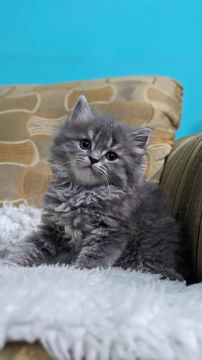 Grey persian female kitten