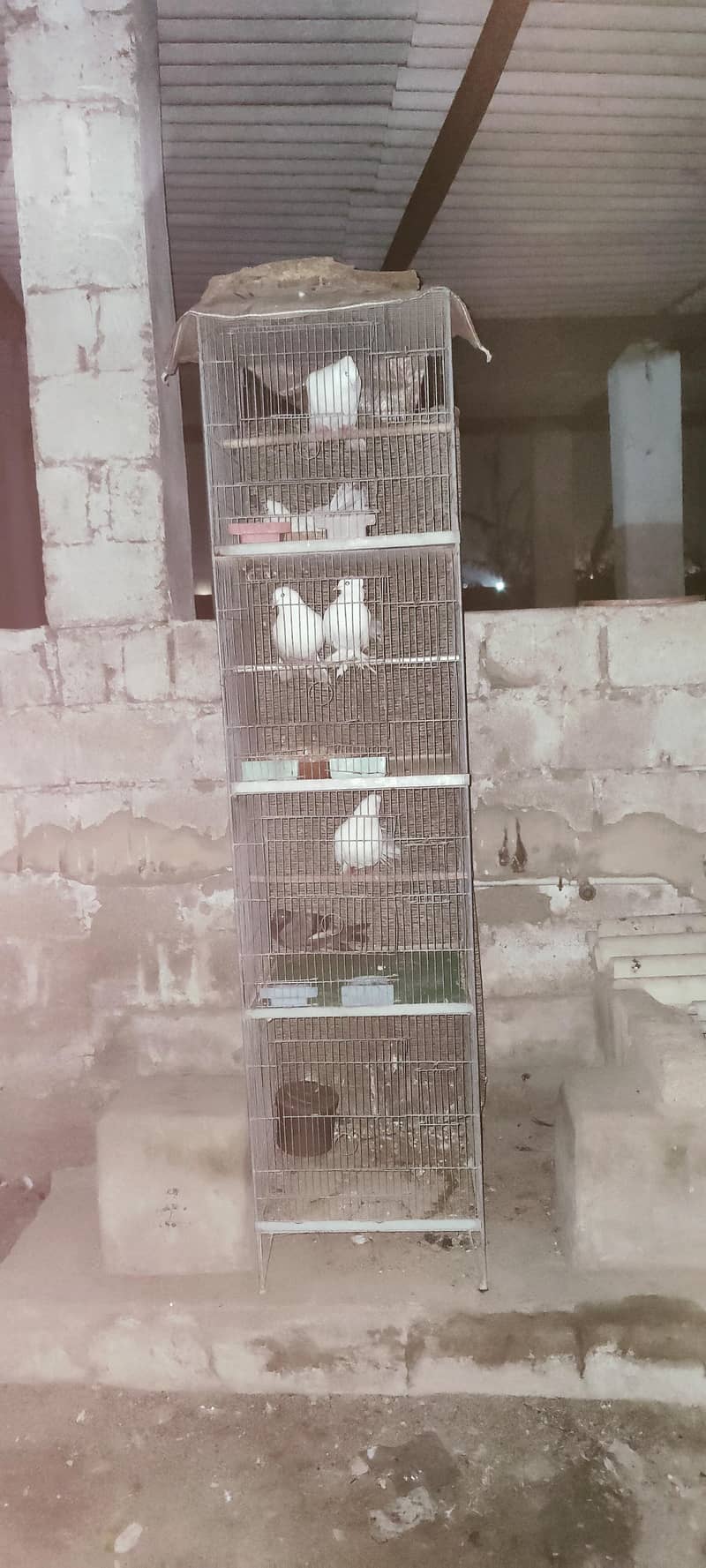 تین جوڑے ہیں تین نر تین مادے اور پنجرا بھی ہے ساتھ 0