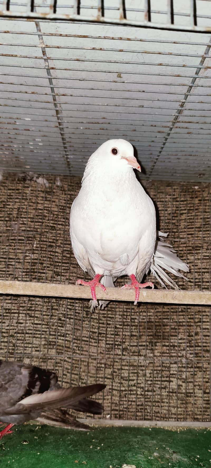 تین جوڑے ہیں تین نر تین مادے اور پنجرا بھی ہے ساتھ 1