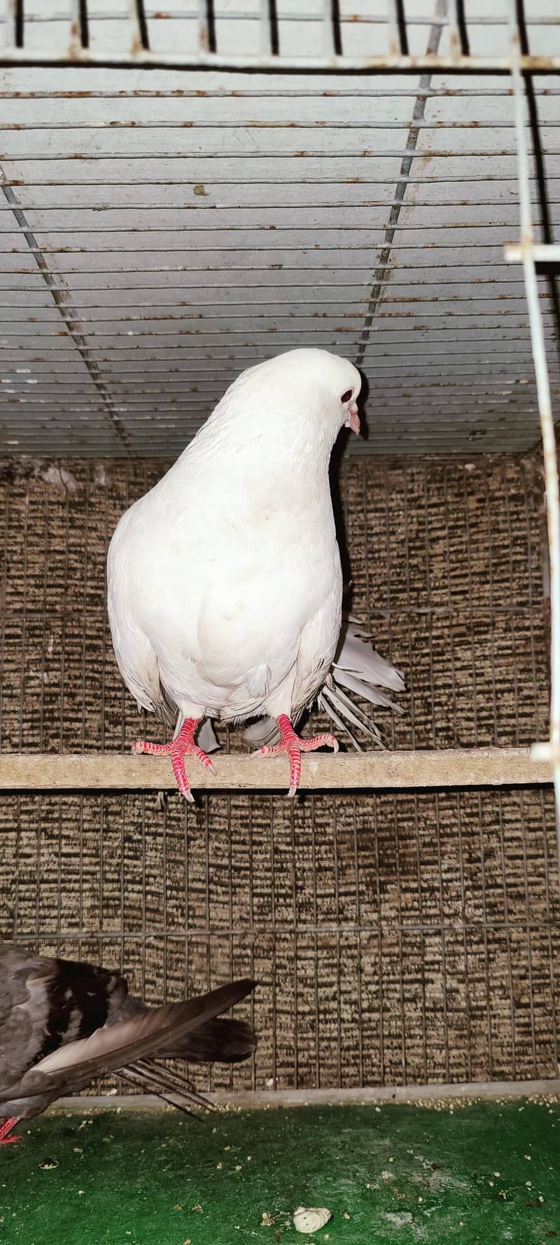 تین جوڑے ہیں تین نر تین مادے اور پنجرا بھی ہے ساتھ 2