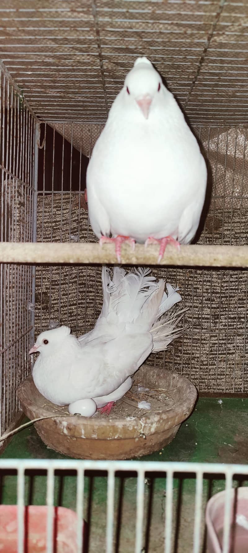 تین جوڑے ہیں تین نر تین مادے اور پنجرا بھی ہے ساتھ 3