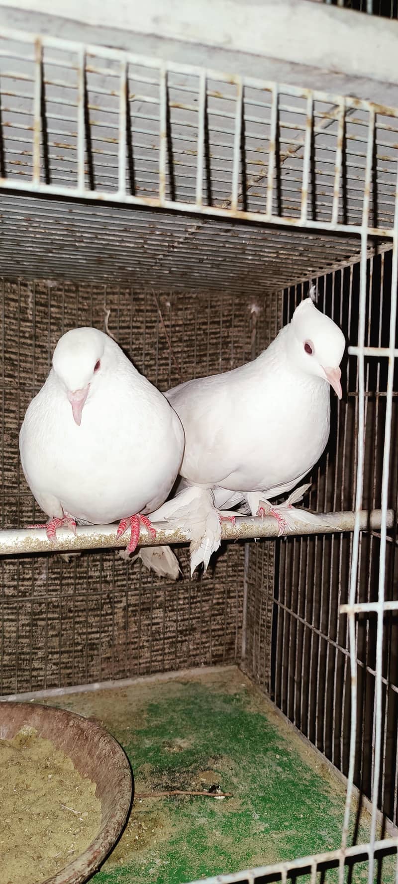 تین جوڑے ہیں تین نر تین مادے اور پنجرا بھی ہے ساتھ 4