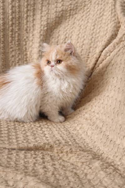 Persian cat with punch face for sale