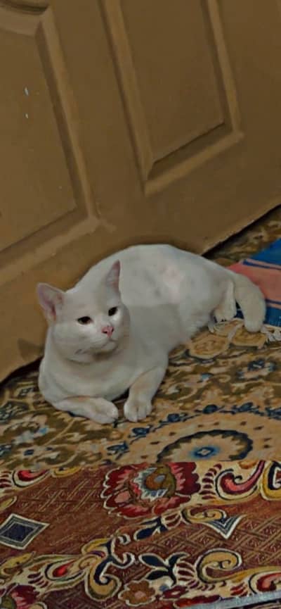 Male cat for matting