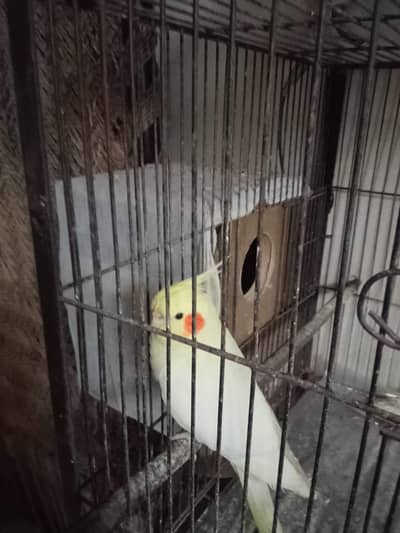 cocktail female with her 8 eggs