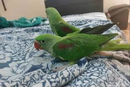kashmiri raw parrot for sale My WhatsApp 0326=7544=942