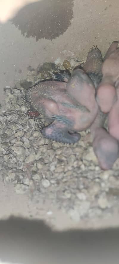 Green parrot chicks bacha