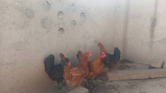 4 HENS ( LYING EGGS )