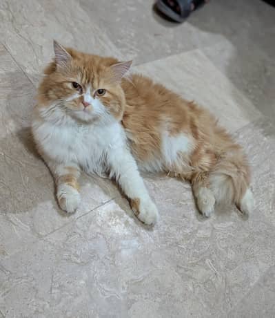 Beautiful Healthy Persian Cat for Sale in Multan.