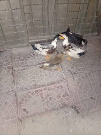 Two ducks pair for sale, Whatsapp 03024696205