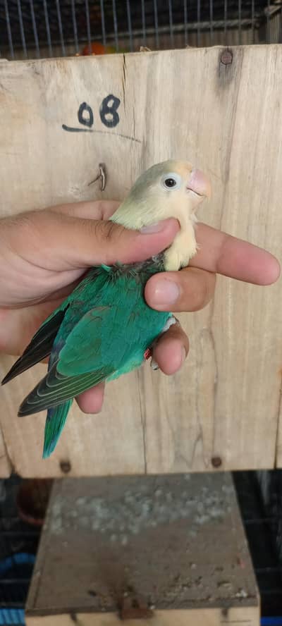 Aqua b2 split palefallow