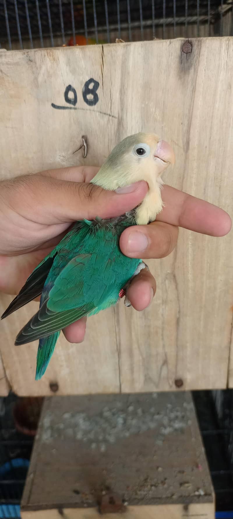 Aqua b2 split palefallow 0