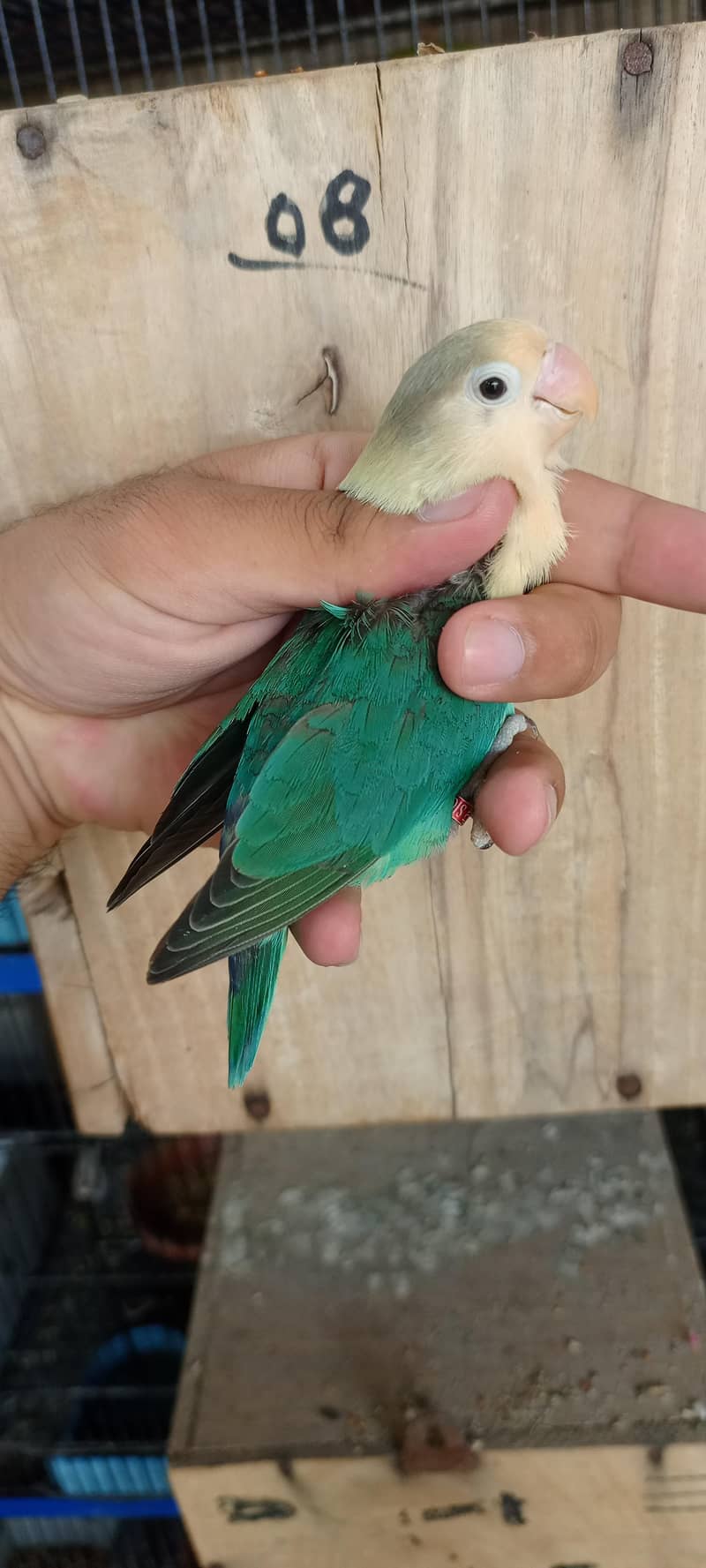 Aqua b2 split palefallow 1