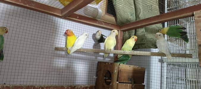 breeder love birds 4/5 chicks average