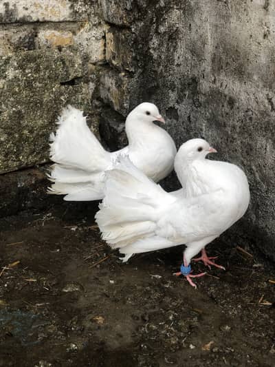Pair hain full white black tail red tail confrim breeder pair hain