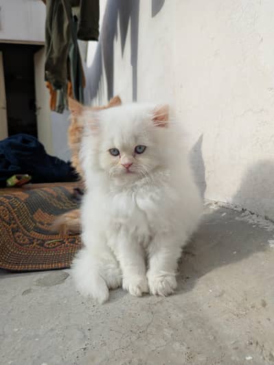 PERSIAN CAT