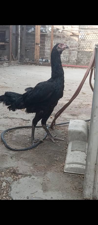 Aseel Burmi Murghi | Aseel Coco Shamu Pathi | Aseel Murghiyan