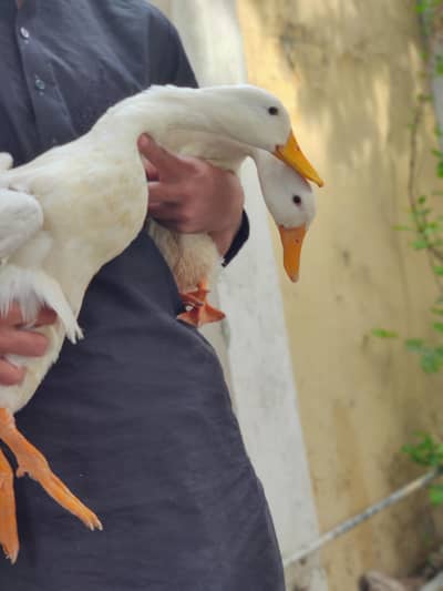 ducks pair paper white 