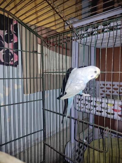 Budgie White & Blue Male 1.5 Year age Home breed Full healthy