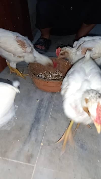 I am selling for hens chicks age 40 to 50 days  . 4 chicks available