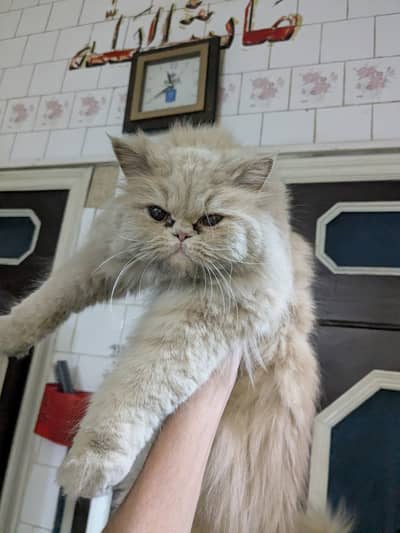 Persian cat triple coat punch face