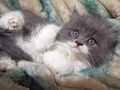Persian kitten for sale