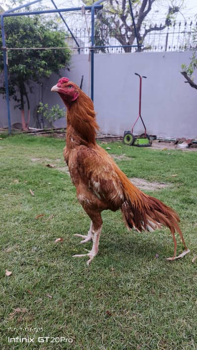 pur Pakistai aseel for sell