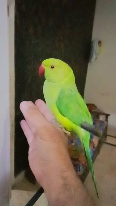 03435131048 Green ringneck parrot handtame